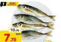 Horse Mackerel, QAR 7.75 at Mark and Save