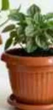 Alfelaj Planter Pot Assorted Large, QAR 7.00 at Family Food Centre