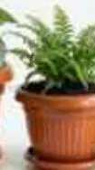 Alfelaj Planter Pot Assorted Medium, QAR 5.00 at Family Food Centre