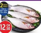 Fresh Mullet Oman, QAR 12.50 at Safari Hypermarket
