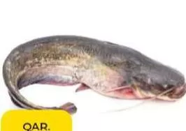 Cat, QAR 9.75 at Paris Hypermarket
