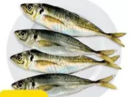 Mackerel, QAR 8.75 at Paris Hypermarket