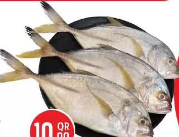 Fresh Vatta (Trevelly) KSA, QAR 10.00 at Safari Hypermarket