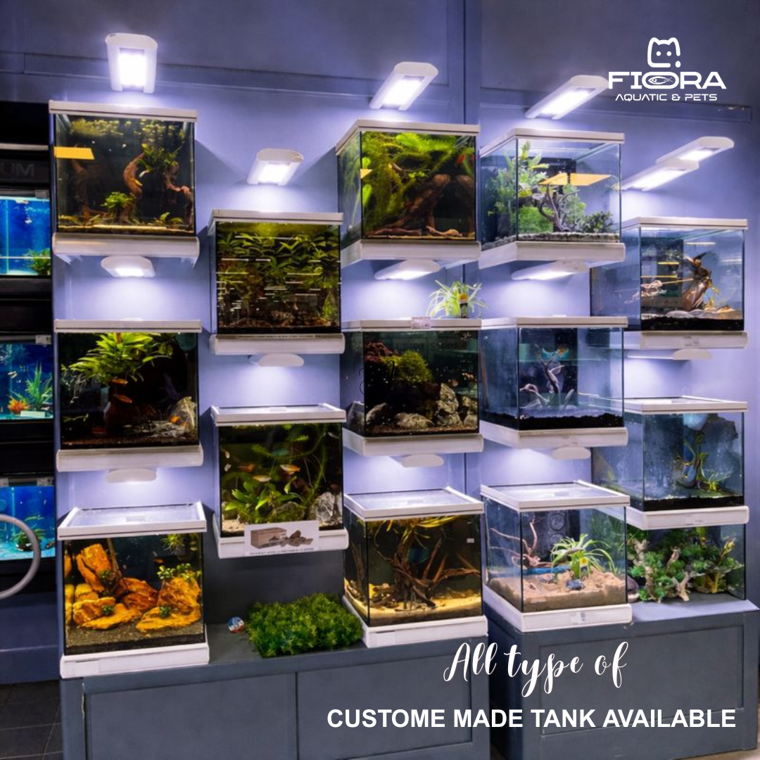 Fiora Aquatic & Pets is a well-regarded pet and aquarium retailer in Al Matar Doha - image 2