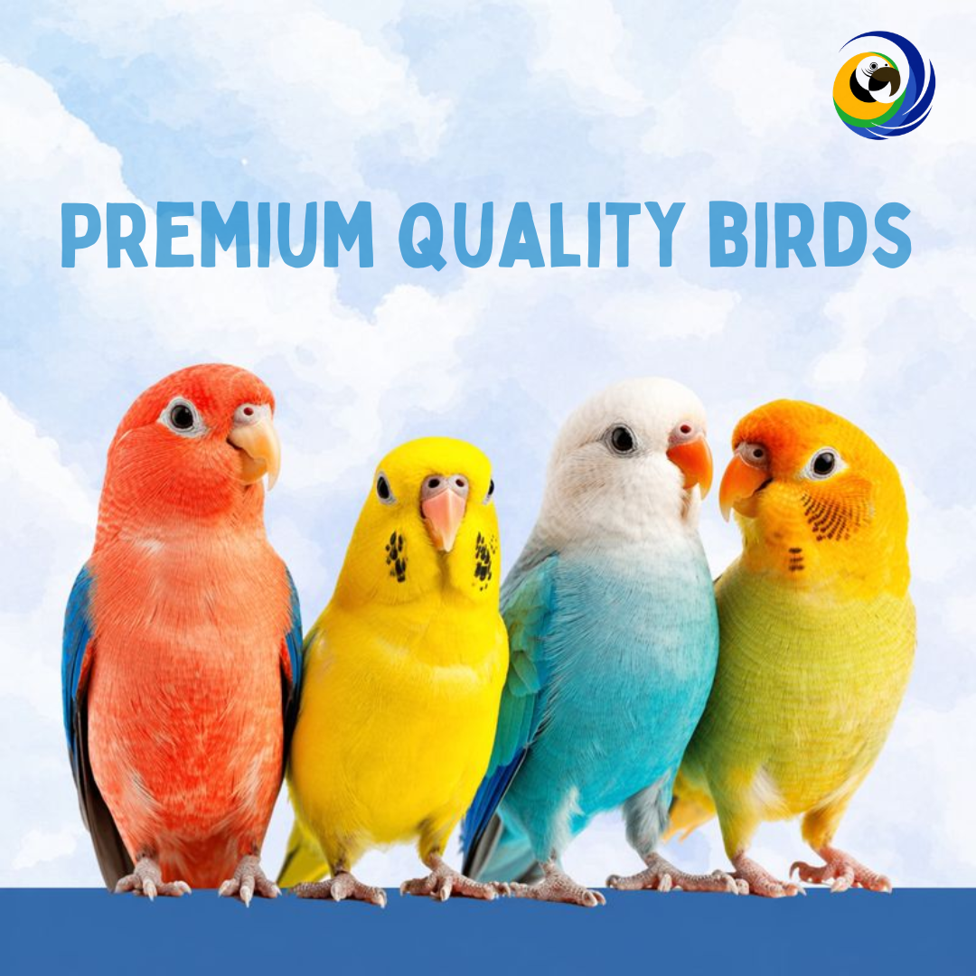 Kingdom of Birds is a well-known pet store chain in Qatar that specialises in exotic birds, ornamental fish, and high-quality pet supplies - image 3