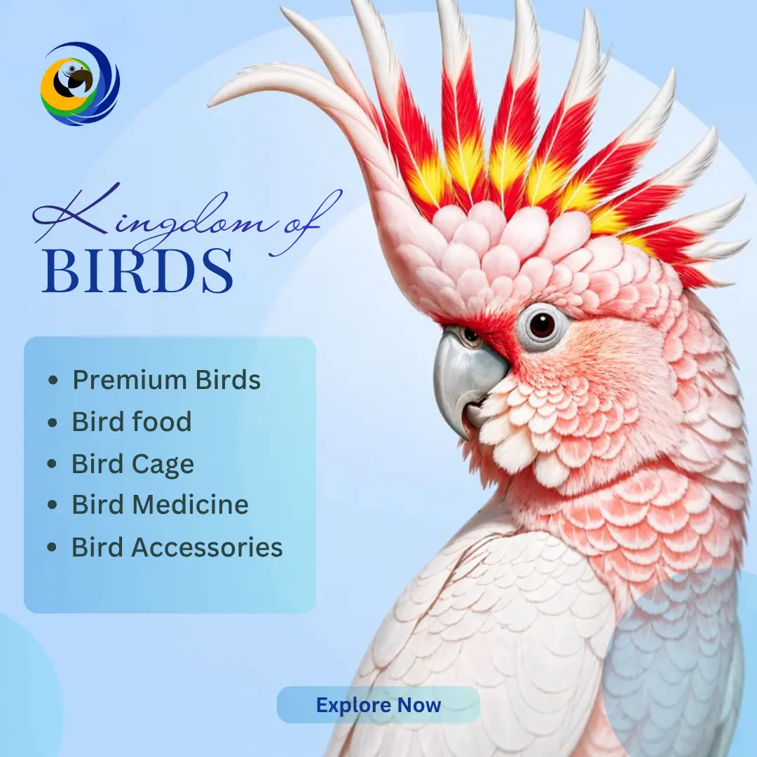 Kingdom of Birds Doha deal in Doha