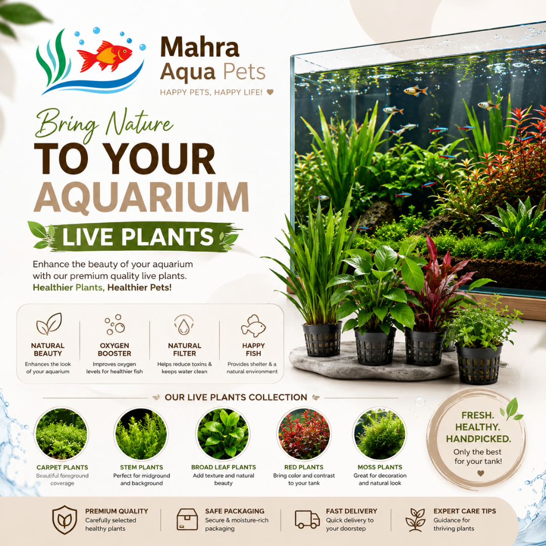 Mahra Aqua Pets Trading - image 3