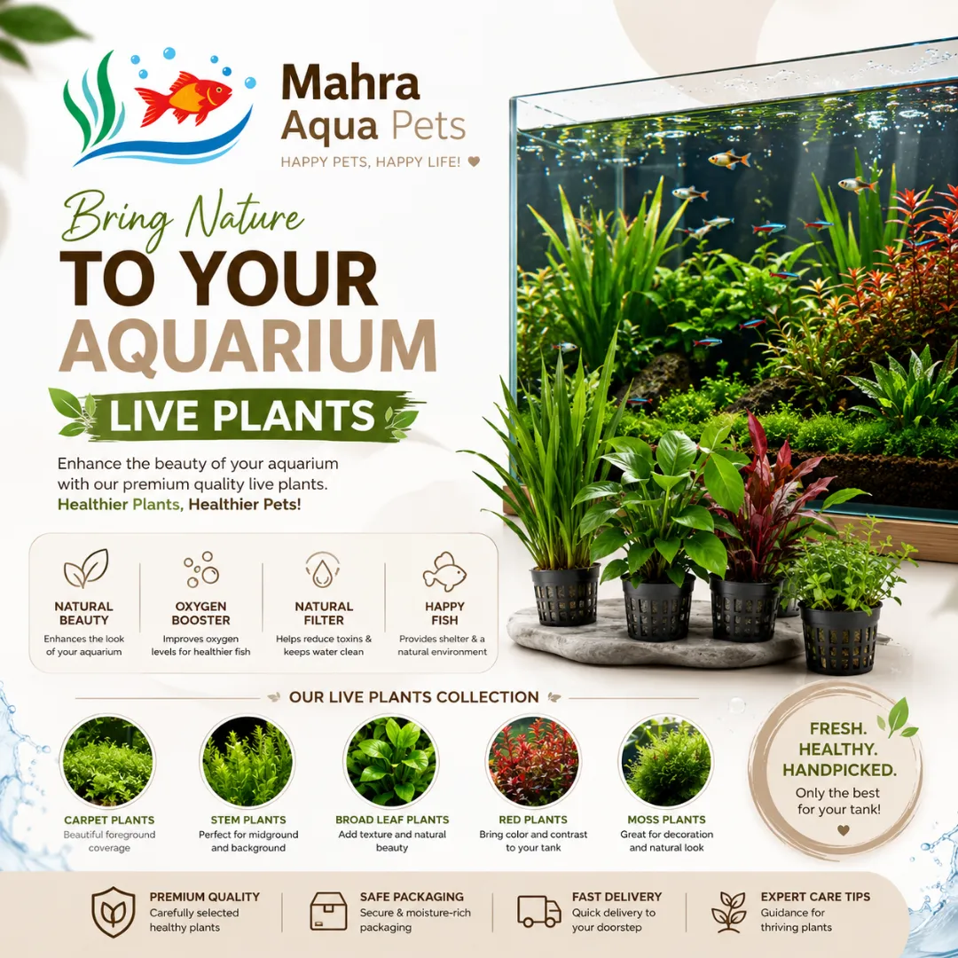 Mahra Aqua Pets Trading image 4